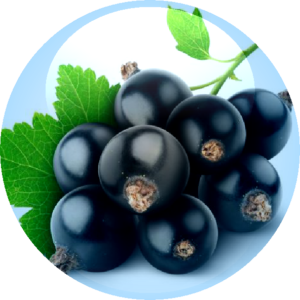 Blackcurrent Seed Oil