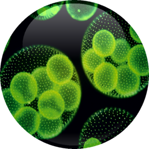 Euglena Gracilis Extract