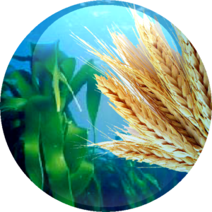 Giant Kelp Extract & Hydrolysed Wheat Protein