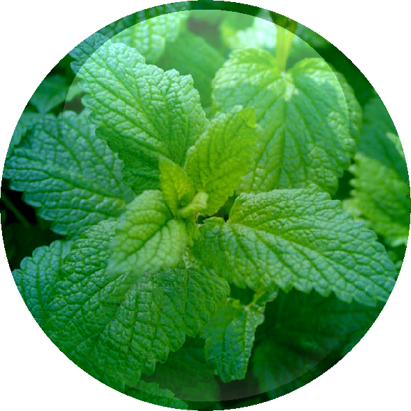 Lemon Balm Oil 