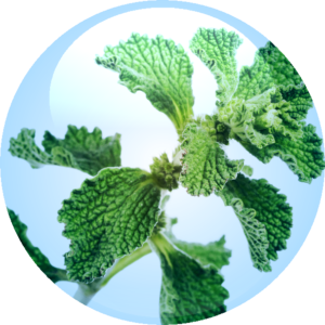 Marrubium Vulgare Extract