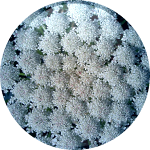 Masterwort Leaf Extract