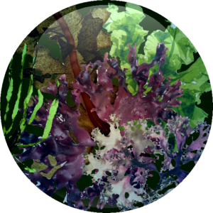 Synergistic Sea Complex